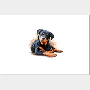 Rottweiler Welpe Posters and Art